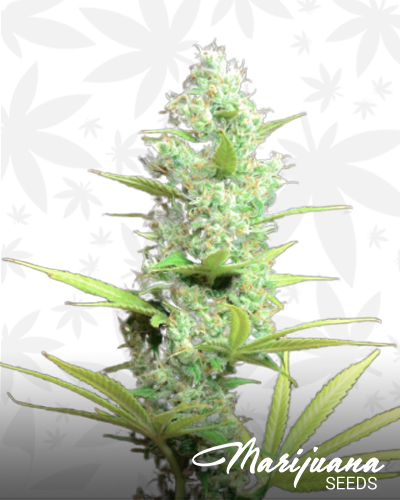SSSDH x Orange Diesel