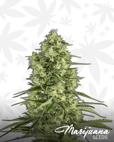 Santa Sativa
