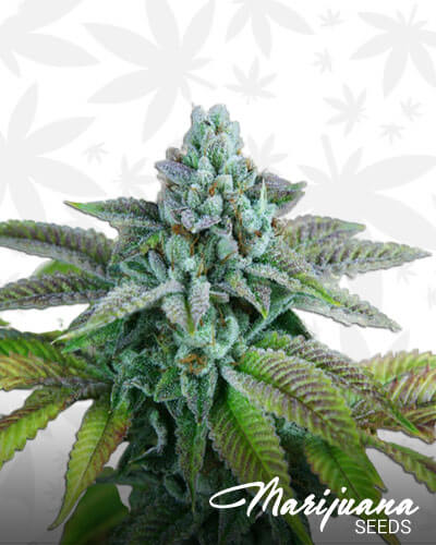 Saturn OG
