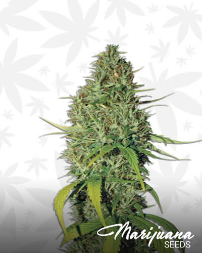 Seattle Cough