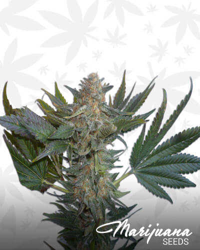 Serious Kush