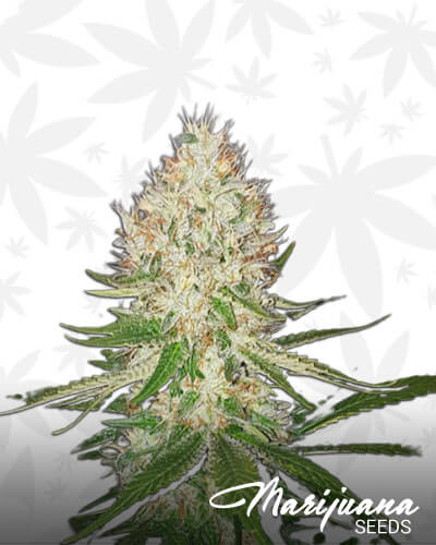 Shining Silver Haze