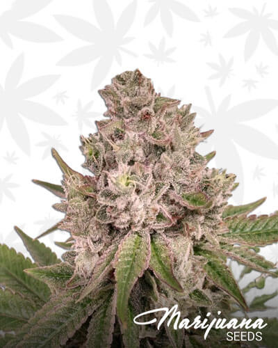 Silver Calyx