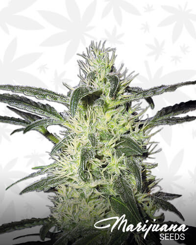 Silver Haze