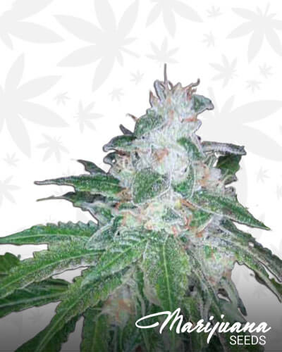 Silver Kush