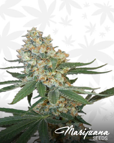 Silver Mountain