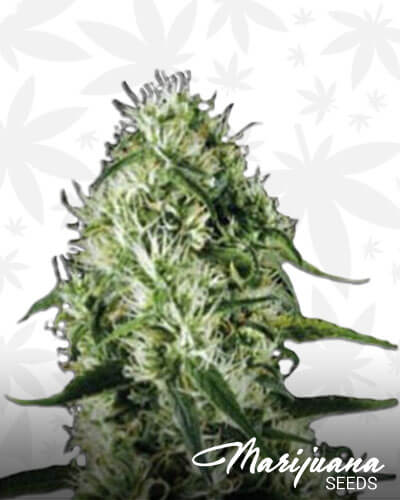 Silver Surfer