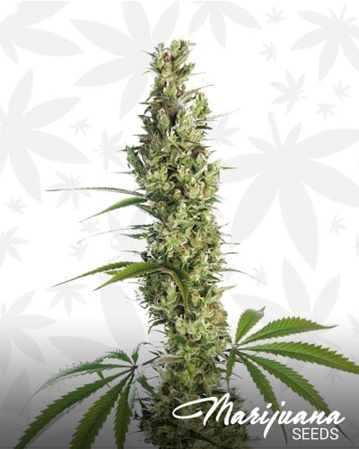Silverback Gorilla