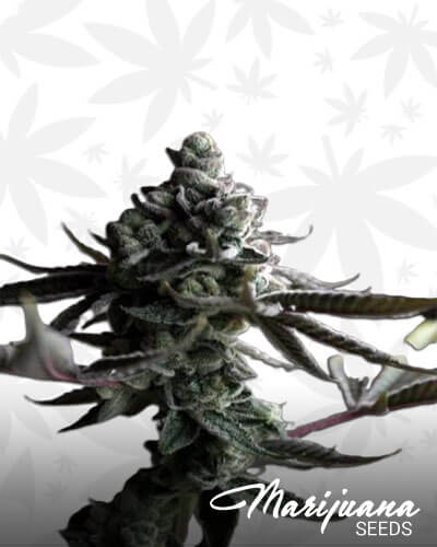 SinMint Cookies