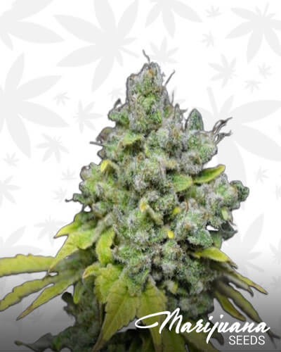 Skunk Haze