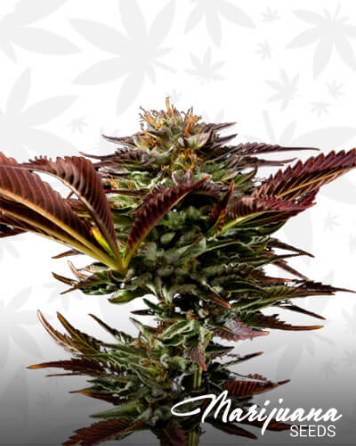 Skywalker Alien