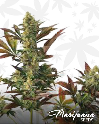 Snoop Dogg OG