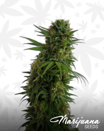 Snow Bud