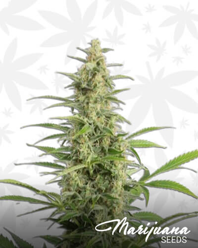 Snow Diesel