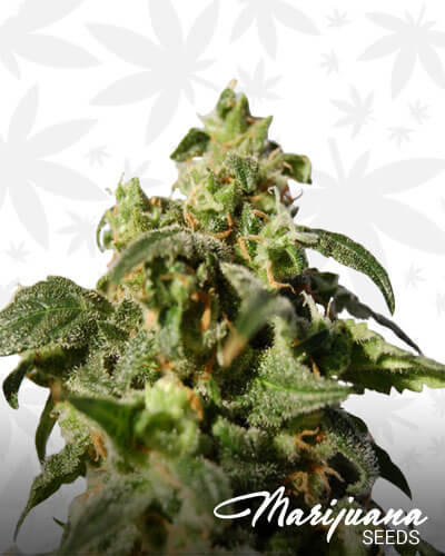 Snowcap