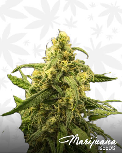 Sojay Haze