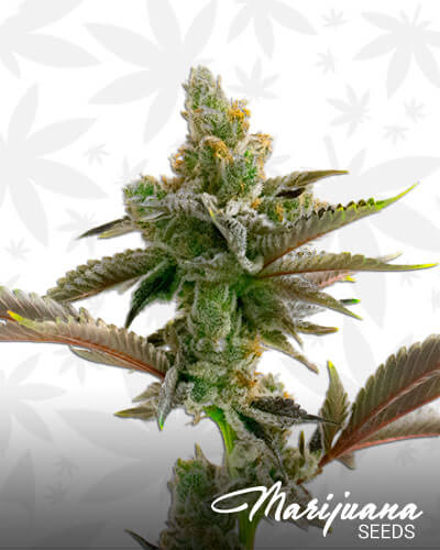 Somango Widow