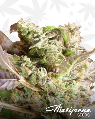 Somango