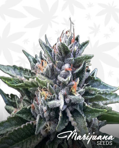 Sorbet 4 Strain