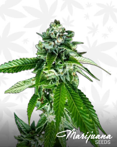 Sorbet Dreams Strain