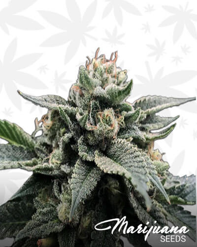 Sorbet Stash Strain