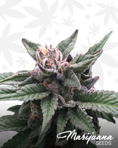 Sorbet Strain