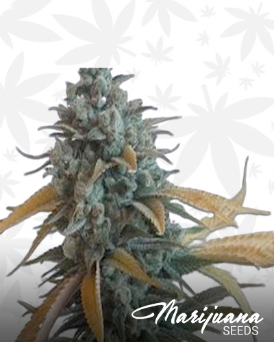 Sorcerer's Apprentice Strain