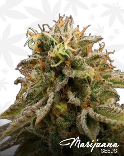 Soul Assasin OG Strain