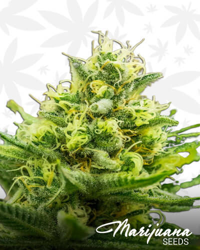 Soul Shine Strain