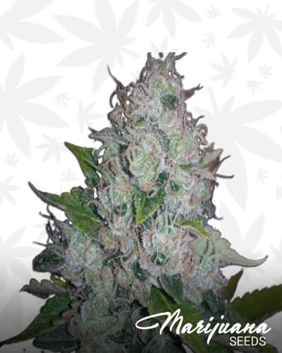 Sour Alien
