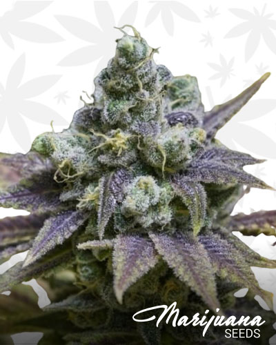 Sour Ape strain