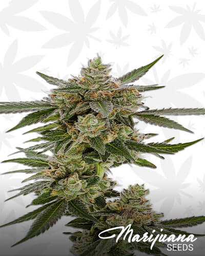 Sour Banana Sherbet Strain