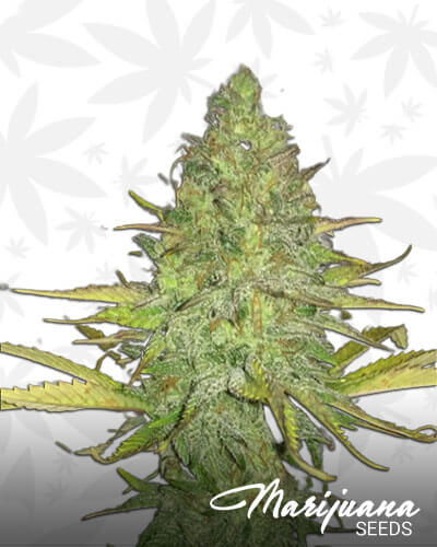 Sour Cheese Strain