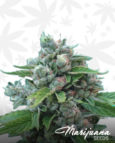 Sour Cookies Strain