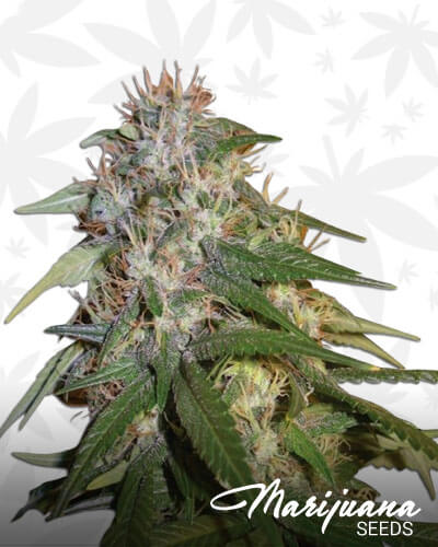 Sour Cream
