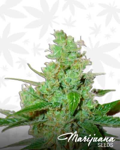 Sour Dream