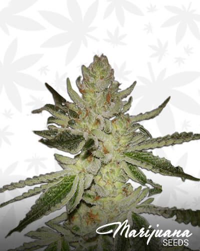 Sour Dubble