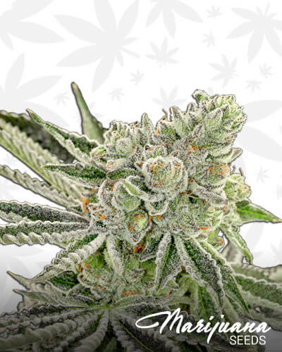 Sour Grape