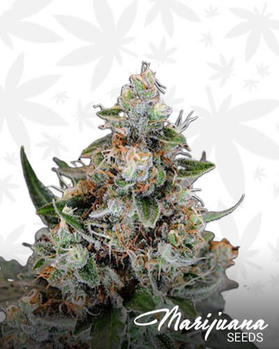 Sour Jilly