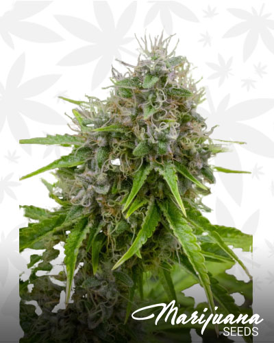 Sour Joker