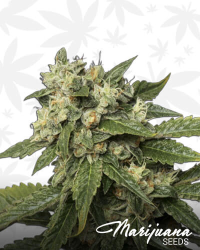 Sour Kosher