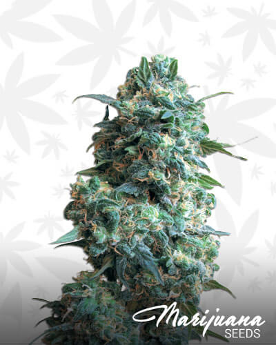 Sour Kush Strain