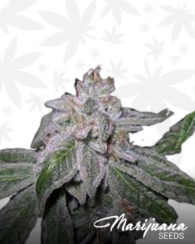 Sour LSD