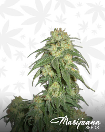 Sour Lemons