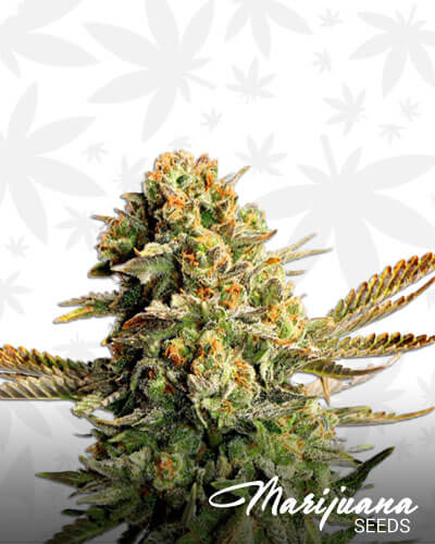 Sour OG