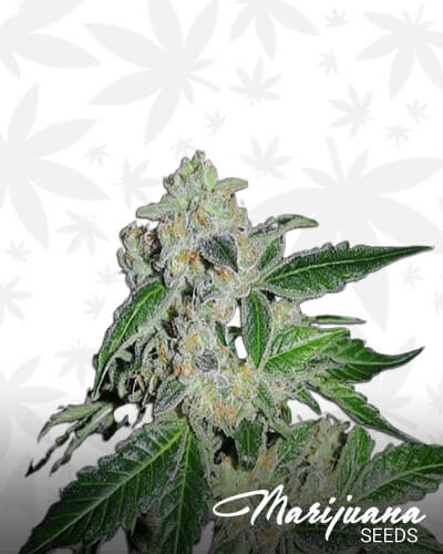 Sour Power OG