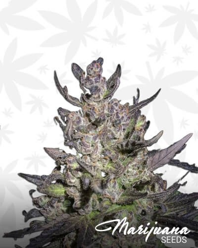 Sour Power