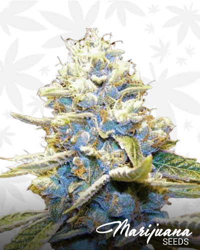 Sour Star Head