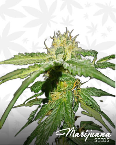 Sour Urkle