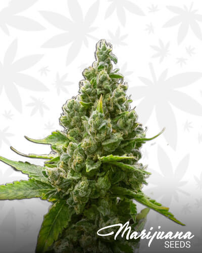Sour headband